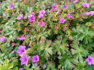 Geranium sanguineum 'Dilys'